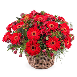 Sweet Collection of Red Gerberas