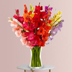 Amazing Assorted Gladiolus in a Glass Vase