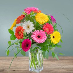 Charming Assorted Gerberas arranged in a Glass Vase
