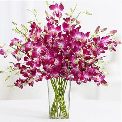 Captivating Glass Display of Orchids