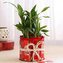 Delightful Kitkat Arrangement with 2 Tier Lucky Bamboo Plant to Palani