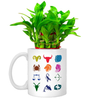 Cheerful Set of Lucky Bamboo Tree in Sun-sign Mug to Palampur