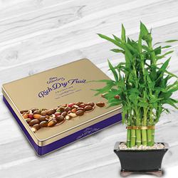 Fantastic Combo of Lucky Bamboo Plant with Cadbury Dry-fruit Tin to Perumbavoor