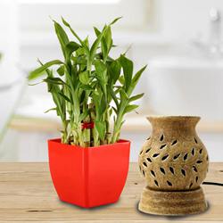 Lovely Lucky Bamboo Plant in Plastic Pot N Aroma Diffuser to Kanjikode