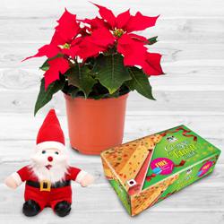 Alluring Plants Gift Combo for X-mas to Sivaganga