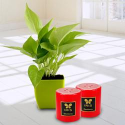 Exquisite Money Plant in Plastic Pot N Iris Aroma Pillar Candle to Cooch Behar