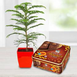 Wonderful Araucaria Potted Plant N Bisk Farms Wallnut Cake to Hariyana