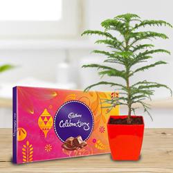 Exquisite Araucaria Potted Plant N Cadbury Celebrations Gift Pack to Hariyana