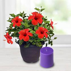 Alluring Hibiscus Potted Plant N Aroma Pillar Candle to Palai