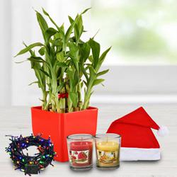 Exquisite Plant Gift Combo to Sivaganga