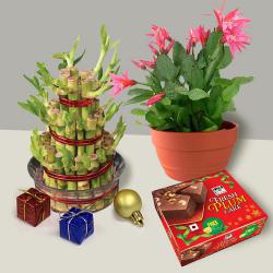 Finest Lucky Bamboo n Cactus Plant n Plum Cake for Christmas to Punalur