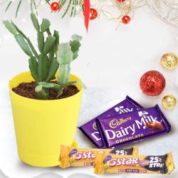 Stunning Xmas Gift of Cactus Plant with Self Watering Pot n Cadbury Chocolates to Chittaurgarh