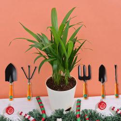 Exclusive Xmas Gift of Areca Plant with Gardening Tool Kit to Punalur