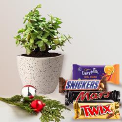 Lovely Jade Plant in Ceramic Pot with Assorted Chocolates for Christmas to India