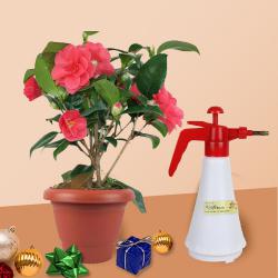 Stunning Camellia Flowering Plant with Watering Spray Pump for Xmas Gift to Cooch Behar