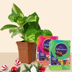 Gift Potted Money Plant with Cadbury Celebration Chocolates on Christmas to Muvattupuzha