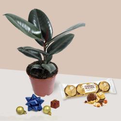Fabulous Xmas Gift of Rubber Fig Plant with Ferrero Rocher Chocolates to Sivaganga