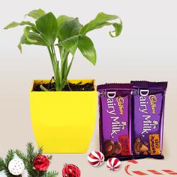 Trendy Gift of Lily Plant with Cadbury Chocolates on Christmas to Tirur