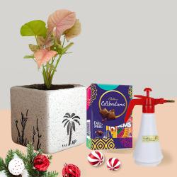 Sensational Xmas Gift of Syngonium Plant with Spray Pump n Chocolates to India