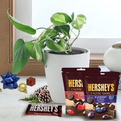 Gift of Live Philodendron Plant with Hersheys Chocolates on Christmas to Cooch Behar