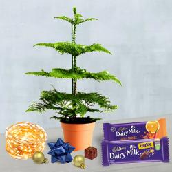 Norfolk Island Pine Live Xmas Plant with String Lights n Cadbury Chocolates to India