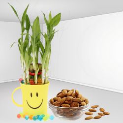Smiles Forever Lucky Bamboo Plant with Almond n Coffee Mug to Muvattupuzha