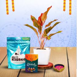 Lipstick Plant and Diwali Greetings to Tirur