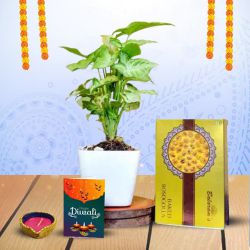 Plant Based Diwali Gift to Kanjikode