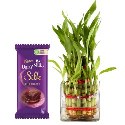 Sumptuous Combo of 2 Tier Bamboo Plant N Cadbury Silk Chocolate Bar to Marmagao