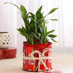 2 Tier Lucky Bamboo Plant with Nestle KitKat Chocolates to Palani