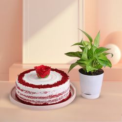 Plant  N  Cake Delight