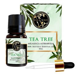 Rejuvenating Tea Tree Essential Oil to India