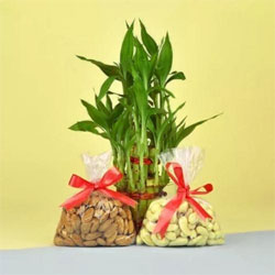 Delightful Mothers Day Gift of Lucky Bamboo with Mix Dry Fruits to Marmagao