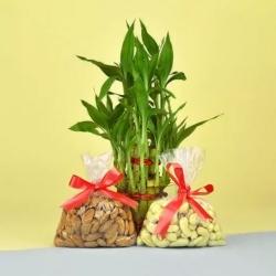 Amazing Dry Fruits N Lucky Bamboo Gift Combo on Birthday to Perumbavoor