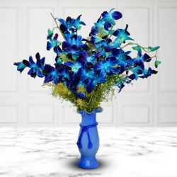 Impressive Blue Orchids Elegance to Cooch Behar