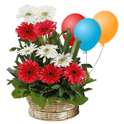 Bright and Brimming Mixed Gerberas Bouquet with Balloons to Muvattupuzha