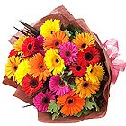Radiant Selection of 15 Colorful Gerberas Bouquet to Kanjikode