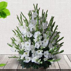 Elegant Basket Full of White Gladiolus to Palani