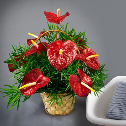 Lovely Red Anthurium in a Basket to Tirur