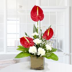 Remarkable Arrangement of Anthuriums n Carnations in Glass Vase to Cooch Behar