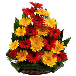 Exquisite Red & Yellow Gerberas Bouquet
 to Nipani