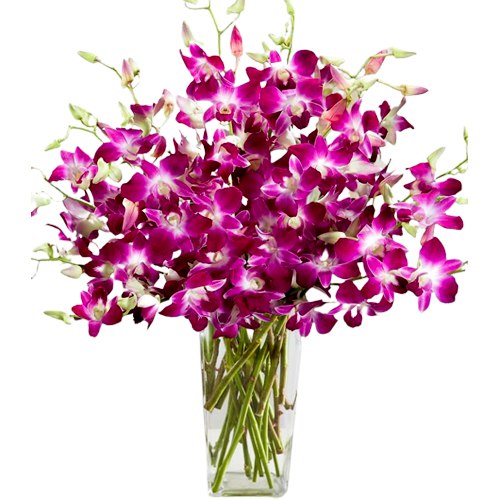 Fresh Orchids Placed in a Glass Vase to Tirur