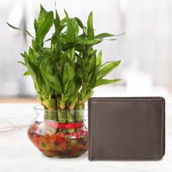 Lucky Mens Brown Leather Wallet from Rich Born with a 2 Tier Lucky Bamboo Plant for Good Luck to Marmagao
