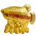 Wonderful Golden Arowana Fish to Kanjikode