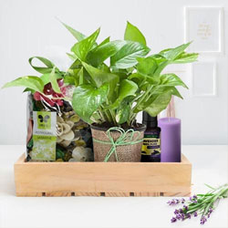 Alluring Money Plant n Aromatic Diffuser Gift Hamper for Mom to Rourkela