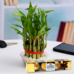 Vibrant Two Tier Bamboo Plant with Ferrero Rocher Chocolates to Rajamundri