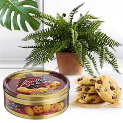 Go Green Air Purifying Bostern Fern Plant with Cookies Combo Gift to Cooch Behar