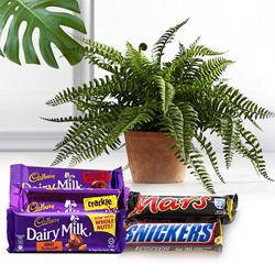 Assorted Chocolate Gift Pack with Air Purifying Plant to Kanjikode