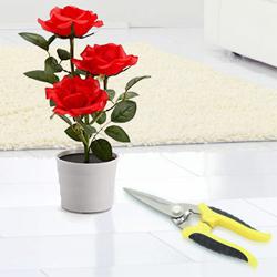 Blossom-Filled Red Rose Planter N Pruning Scissor Dual Gift to Perumbavoor