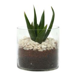 Soothing Aloe Vera Plant for Home to Hariyana